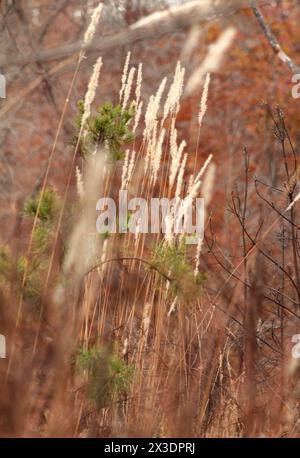 Virginia, U.S.A. Field of Silver Bluestem in inverno. Foto Stock