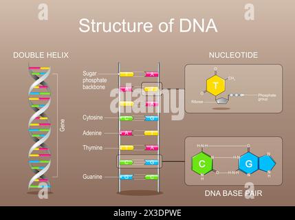 Struttura del DNA. Nucleotide con gruppo fosfato, ribosio, adenina, timina, citosina o guanina. Primo piano della coppia di basi del DNA. Gene, DNA e genoma sequenc Illustrazione Vettoriale