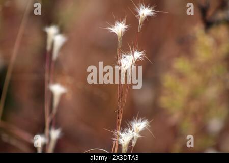 Virginia, U.S.A. piccolo bluestem (barba) in autunno. Primo piano delle teste dei semi sfocati. Foto Stock
