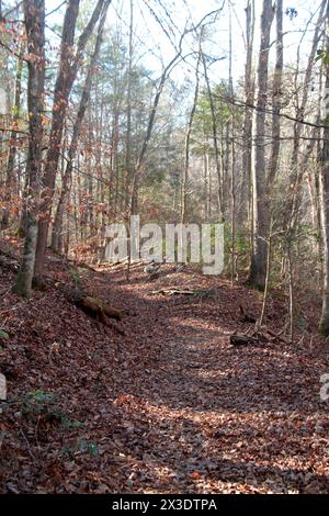 Virginia, U.S.A. Path nella foresta decidua in inverno. Foto Stock