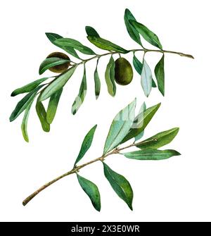 Rami, foglie e olive di olivo, illustrazione acquerello, realistica, botanica, festa della mamma Foto Stock