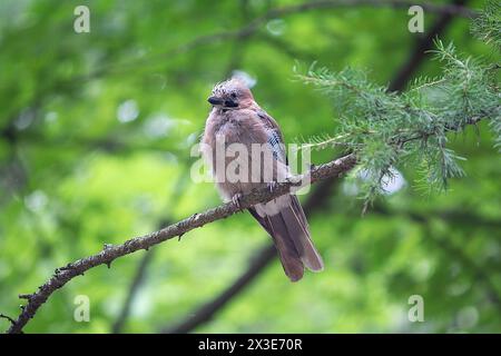 Jay seduto su un ramo nella foresta. Uccello Foto Stock