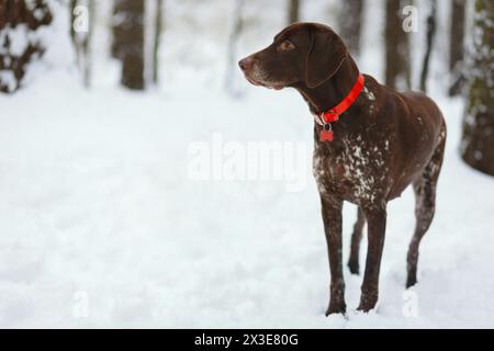 Il cane solitario con colletto rosso si staglia nella foresta invernale e guarda lontano Foto Stock