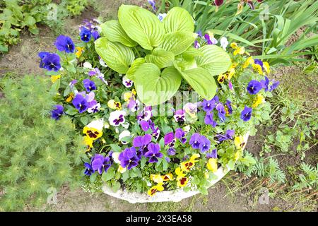 Fiori primaverili decorativi viola cornuta in vibrante colore viola e giallo, pansie giallo viola in vaso di fiori. Foto Stock