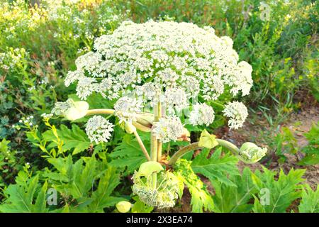 L'Heracleum mantegazzianum, comunemente noto come alghe giganti, è una pianta erbacea monocarpica perenne della famiglia delle carote Apiaceae. Foto Stock