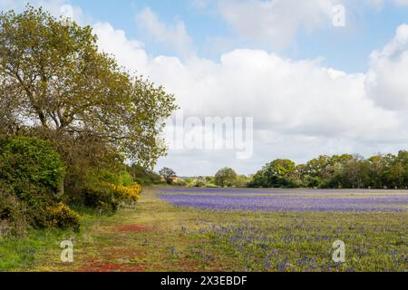 Coltivato bluebells inglesi, Hyacinthoides non-scripta, coltivato commercialmente in un campo del Norfolk. Foto Stock
