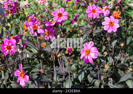 In un letto di fiori una notevole quantità di dalie di fiori con petali di colore rosa. Giardino del cottage Foto Stock