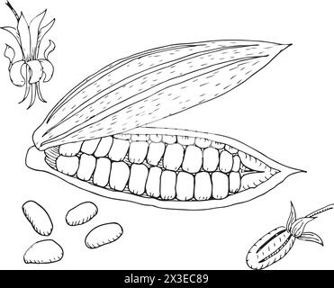 Illustrazione vettoriale fagioli di cacao. Fagioli di cacao disegnati a mano dipinti da inchiostri neri su sfondo isolato in stile lineare. Illustrazione Vettoriale