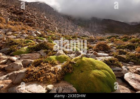 Pianta di Yareta (Azorella compatta) , antica pianta tipica che cresce (muschio) nelle Ande del Sud America, qui nell'Altiplano del deserto di Atacama Foto Stock