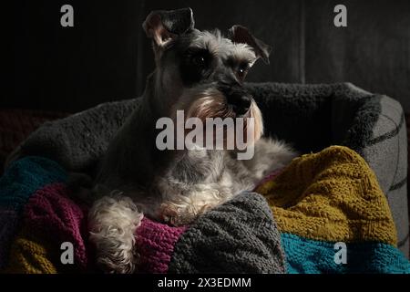 Ritratto di schnauzer in miniatura nel suo letto, allerta e guardando a destra con una coperta colorata. Foto Stock
