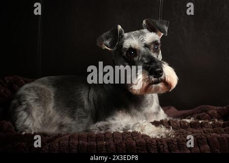 Ritratto del cane Schnauzer in miniatura grigia, ritratto in studio che guarda a destra. Allerta e messa in sicurezza. Foto Stock