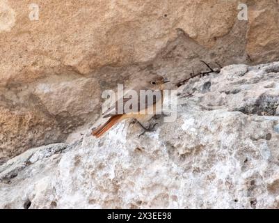 Femmina di Paphos (Phoenicurus phoenicurus), Cipro Foto Stock