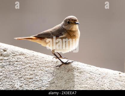Femmina di Paphos (Phoenicurus phoenicurus), Cipro Foto Stock