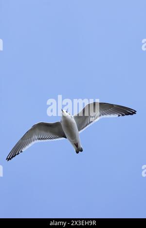 Little Gull (Larus minutus) Frampton Lincolnshire aprile 2024 Foto Stock