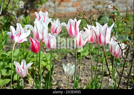 Fiori primaverili a righe rosse e bianche di tulipani fioriti di giglio Marilyn nel giardino inglese di aprile Foto Stock