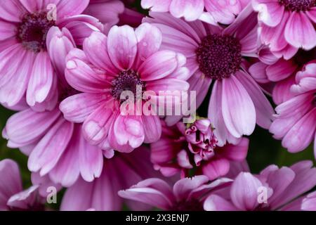 Primo piano dei fiori africani di margherita viola in fiore (Capo Marguerite) Foto Stock