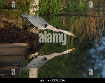 Caccia all'airone grigio adulto su un canale locale di Warrington. Foto Stock