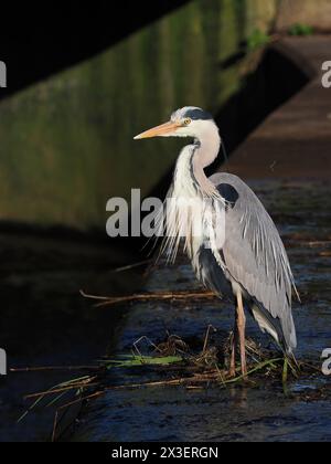 Caccia all'airone grigio adulto su un canale locale di Warrington. Foto Stock