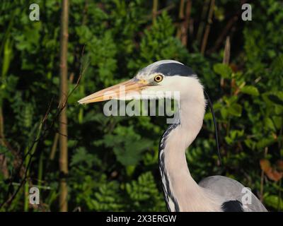 Caccia all'airone grigio adulto su un canale locale di Warrington. Foto Stock