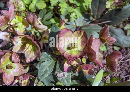 Primo piano di una rosa natalizia in primavera, Helleborus niger Foto Stock