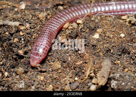 Serpente cieco (Blanus cinereus) vicino a Cerceda, Madrid, Spagna Foto Stock