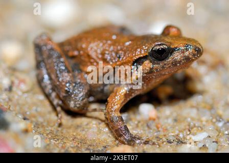 Rana dipinta mediterranea (Discoglossus pictus) in Aiguamolls de l'Emporda, Gerona, Spagna Foto Stock