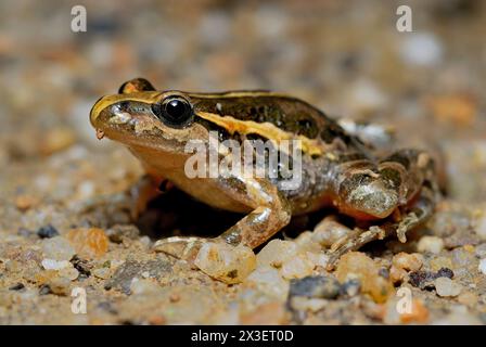 Rana dipinta mediterranea (Discoglossus pictus) in Aiguamolls de Emporda, Girona, Spagna Foto Stock