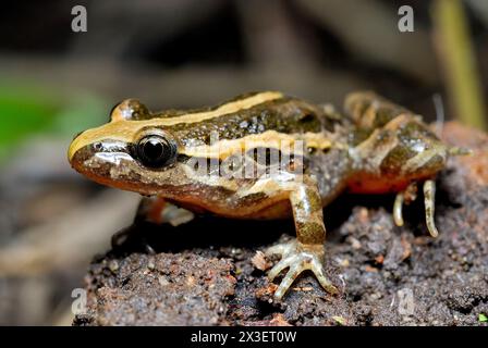 Rana dipinta mediterranea (Discoglossus pictus) in Aiguamolls de Emporda, Girona, Spagna Foto Stock