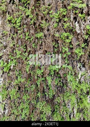 Un tappeto denso e lussureggiante di fronde di felce verdi vibranti che creano un arazzo naturale immersivo, con motivi e texture intricati formati dalla finissima de Foto Stock