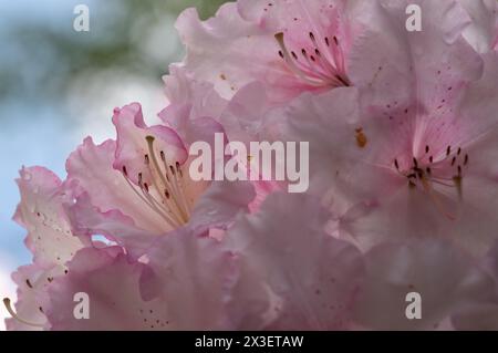 Primo piano di fiori di rododendro rosa, fotografati in primavera a Temple Gardens, Langley Park, Iver, Regno Unito. Foto Stock