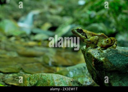 Rana italiana (Rana italica) a Fosso della Carpegna, Brallo di Pregola, Pavia, Lombardia, Italia Foto Stock