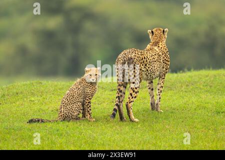 Un cucciolo di ghepardo si siede dietro la madre su una cresta erbosa. Entrambi hanno cappotti beige con macchie nere, e il cucciolo ha segni di lacerazione neri sul viso. Sho Foto Stock