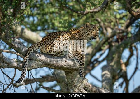 Un leopardo femminile siede in un albero di boscia che guarda fuori. Ha un corpo marrone giallastro con rosette nere, baffi bianchi e occhi verdi. Sparato con un figlio Foto Stock