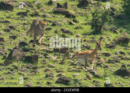 Una gheparda donna insegue un impala lungo una collina rocciosa. Il ghepardo ha una pelliccia beige ricoperta di macchie nere, ed entrambi gli animali stanno saltando sopra la roc Foto Stock