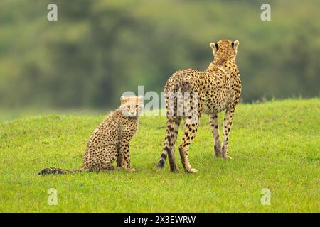 Il cucciolo di Cheetah si siede sull'erba dietro la madre Foto Stock