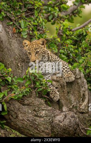 Il cucciolo di leopardo giace in un albero che fissa verso il basso Foto Stock