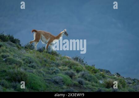 Guanaco cammina lungo il pendio erboso al crepuscolo Foto Stock