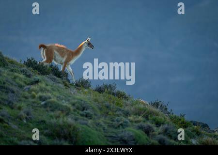 Guanaco cammina lungo la cresta erbosa al crepuscolo Foto Stock