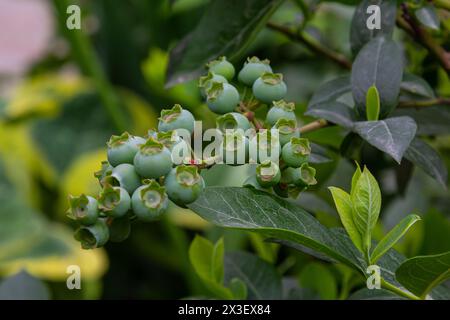 Mirtilli verdi, Vaccinium corymbosum, frutta maturata su un cespuglio di mirtilli, vista ravvicinata. Foto Stock