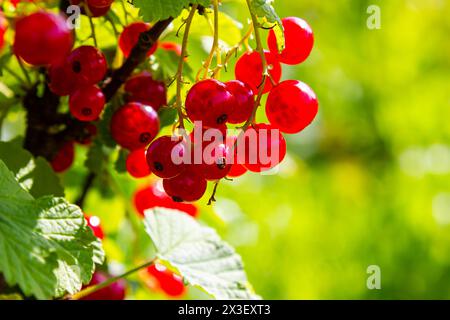 Le bacche di ribes rosso crescono in un giardino soleggiato. Piantagione di ribes rosso nei campi estivi. Bacche di ribes rosso nel giardino soleggiato. Foto Stock