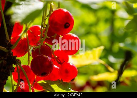 Le bacche di ribes rosso crescono in un giardino soleggiato. Piantagione di ribes rosso nei campi estivi. Bacche di ribes rosso nel giardino soleggiato. Foto Stock