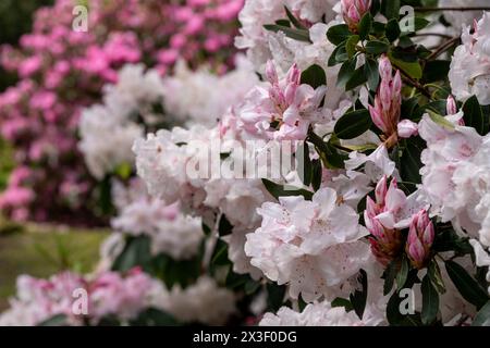 Primo piano di fiori di rododendro rosa, fotografati in primavera a Temple Gardens, Langley Park, Iver, Regno Unito. Foto Stock