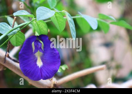 Primo piano di una splendida pisella di farfalla in fiore o di un fiore di Aparajita Foto Stock