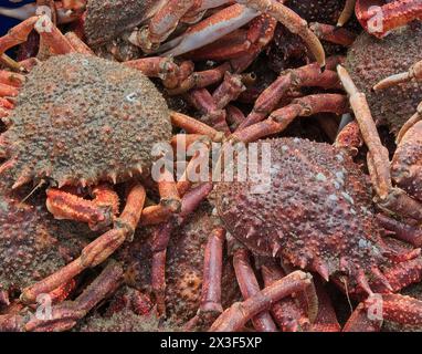 Spider Crabs (granchio reale della Cornovaglia) è appena atterrato a Old Smeaton's Pier St Ives, Cornovaglia, Regno Unito. Foto Stock