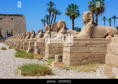 Il vicolo della Sfinge conduce al tempio di Luxor (patrimonio dell'umanità dell'UNESCO) a Luxor, Egitto Foto Stock