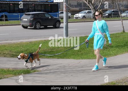 Mosca, Russia - aprile 26. 2024. Una donna cammina un beagle al guinzaglio lungo il marciapiede lungo la strada Foto Stock