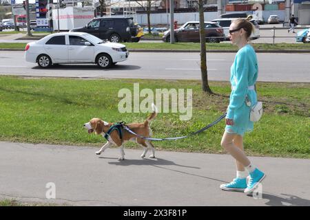 Mosca, Russia - aprile 26. 2024. Una donna cammina un beagle al guinzaglio lungo il marciapiede lungo la strada Foto Stock