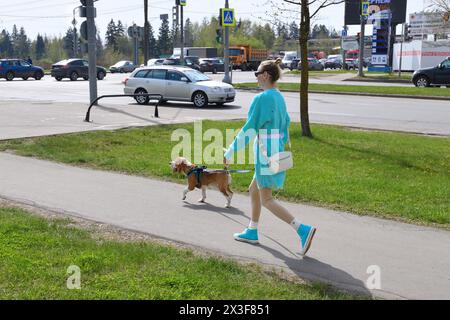 Mosca, Russia - aprile 26. 2024. Una donna cammina un beagle al guinzaglio lungo il marciapiede lungo la strada Foto Stock