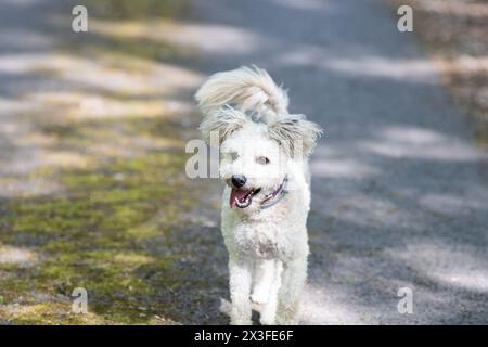 piccolo cane pumi che si diverte all'aperto Foto Stock