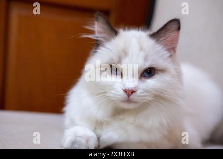 Carino, piccolo gatto Ragdoll. 4 mesi Foto Stock